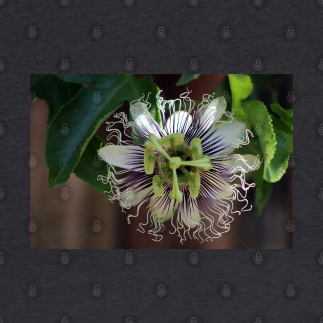 Passion Flower by ButterflyInTheAttic